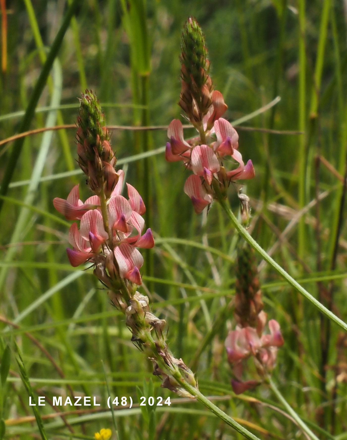 Sainfoin, (Wild) flower